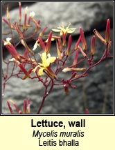 lettuce,wall (leit�s bhalla)