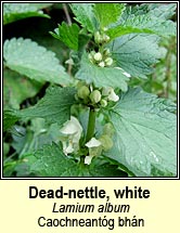 dead-nettle,white (teanga mh�n)