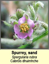 spurrey,sand (cabro�s dhuimhche)