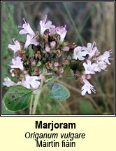 marjoram (m�irt�n fi�in)