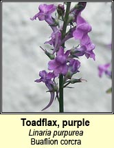 toadflax,purple (buafl�on corcra)