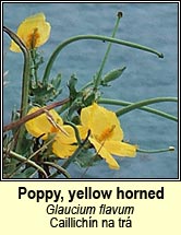 poppy,yellow horned (caillich�n na tr�)