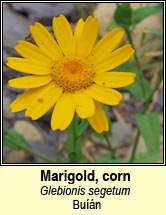 marigold,corn (bu��n)