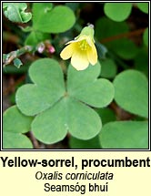 yellow-sorrel,procumbent (seams�g bhu�)