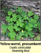 yellow-sorrel,procumbent (seams�g bhu�)