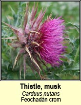 thistle,musk (feochad�n crom)