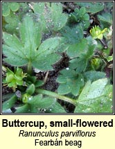 buttercup,small-flowered (fearb�n beag)