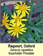 ragwort,oxford (Buachal�n Pheadair)