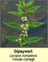 gipsywort (fear�n corraigh )