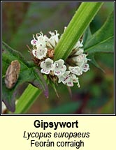 gipsywort (feor�n corraigh )