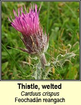 thistle,welted (feochad�n reangach)