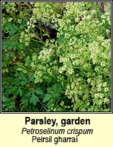 parsley,garden (peirsil gharra�)