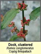 dock,clustered (cop�g thriopallach)