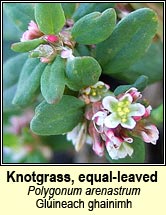 knotgrass,small-leaved (gl�ineach ghainimh)