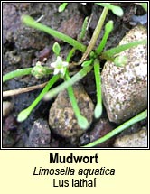 mudwort (lus latha�)