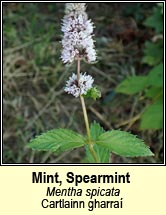 mint,spear (cartlainn gharra�)