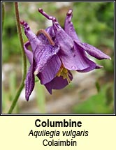 columbine (colaimb�n)