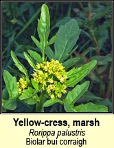 yellow-cress,marsh (biolar bu� corraigh)