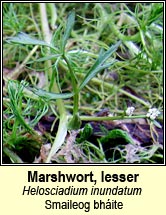 marshwort,lesser (smaileog bh�ite)