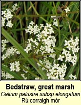 bedstraw,great marsh (r� corraigh m�r)
