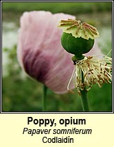 poppy,opium (codlaid�n)