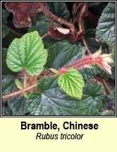 bramble,chinese
