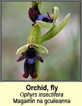 orchid,fly (magairl�n na gcuileanna)