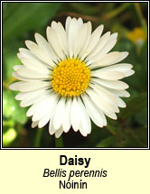 daisy (n�in�n)