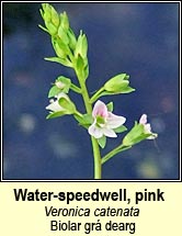 speedwell,pink water (biolar gr� dearg)