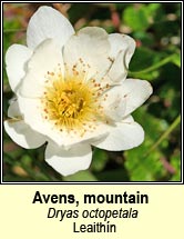 avens,mountain (leaith�n)