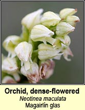 orchid,dense flowered (magairl�n glas)