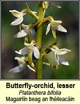 orchid,lesser butterfly (magairl�n beag an fh�ileac�in)
