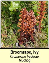 broomrape,ivy (m�ch�g mh�r)