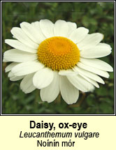 daisy,ox-eye (n�in�n m�r)