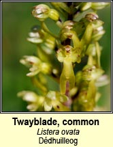 twayblade,common (d�dhuilleog)