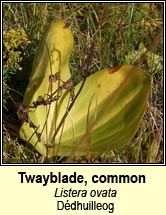 twayblade,common (d�dhuilleog)