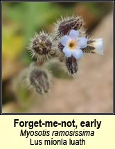 forget-me-not,early (lus m�onla luath)