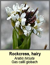 rockcress,hairy (gas caill� giobach)
