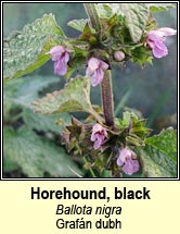 horehound,black (graf�n dubh)