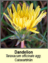 dandelion (caisearrbh�n)