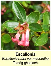 escallonia (tom�g ghlaech)