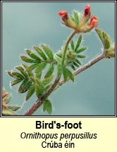 birds-foot (cr�ba �in)