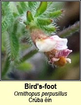 birds-foot (cr�ba �in)