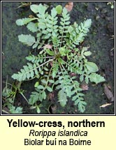 yellow-cress,northern (biolar bu� na Boirne)