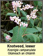knotweed,lesser (gl�ineach an chl�imh)