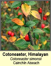 cotoneaster,himalayan (cainch�n Aiseach)
