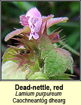dead-nettle,red (neant�g chaoch dhearg)