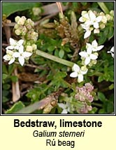 bedstraw,limestone (r� beag)