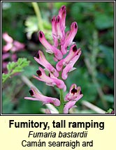 fumitory,tall ramping (cam�n searraigh ard)