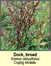 dock,broad (cop�g sr�ide)